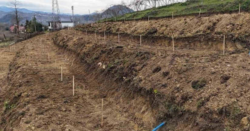 Ordu’da fındıkta verimi arttırmak için yeni teknikler