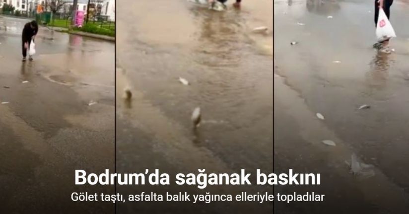 Bodrum’da sağanak baskını: Gölet taştı, asfalta balık yağdı