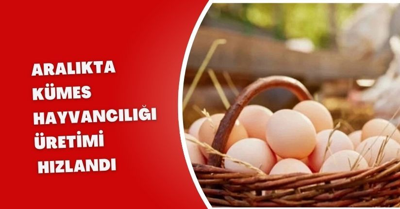 Aralıkta Kümes Hayvancılığı Üretimi Hızlandı