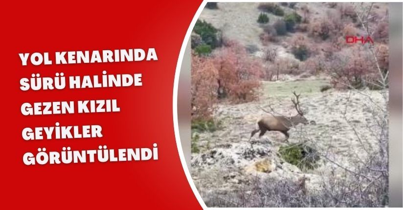  Yol kenarında sürü halinde gezen kızıl geyikler görüntülendi