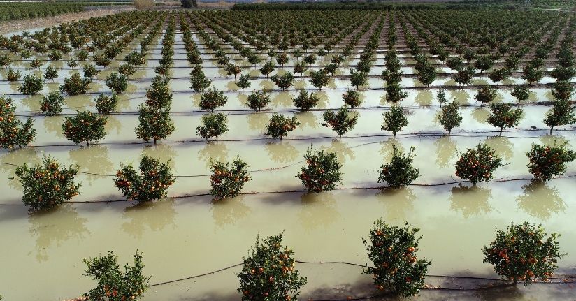 'Tarım arazileri su altında kalan Adana'da hasatlar 45 gün gecikecek'