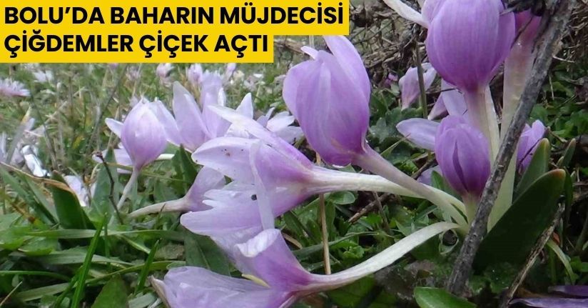 Bolu’da baharın müjdecisi çiğdemler çiçek açtı