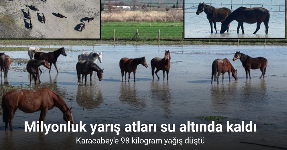 Milyonluk yarış atları da su altında kaldı