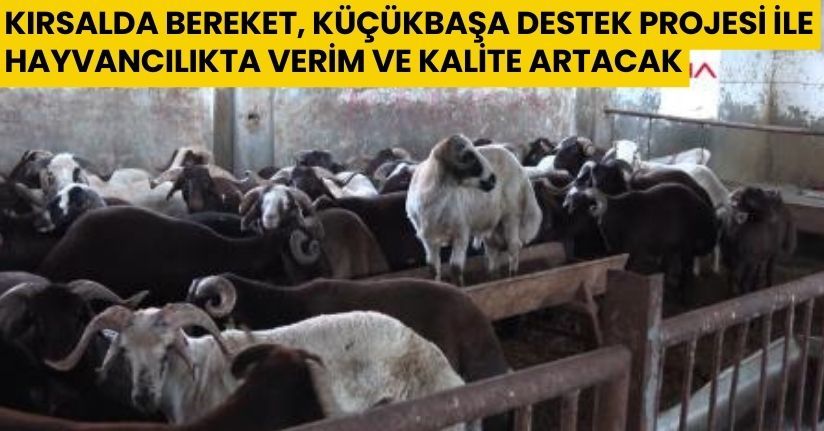 Kırsalda Bereket, Küçükbaşa Destek projesi ile hayvancılıkta verim ve kalite artacak