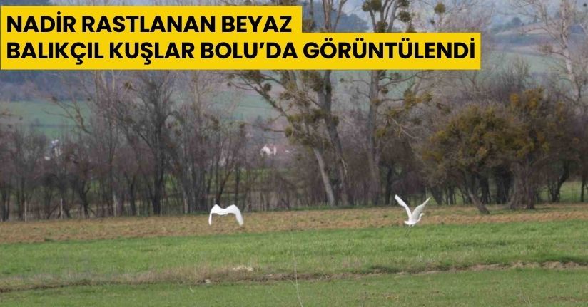Nadir rastlanan beyaz balıkçıl kuşlar Bolu’da görüntülendi