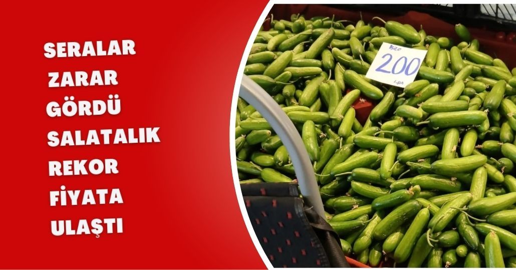 Seralar zarar gördü, salatalık rekor fiyata ulaştı