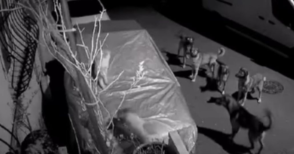 Başakşehir’de başıboş köpeklerin saldırdığı kedi öldü