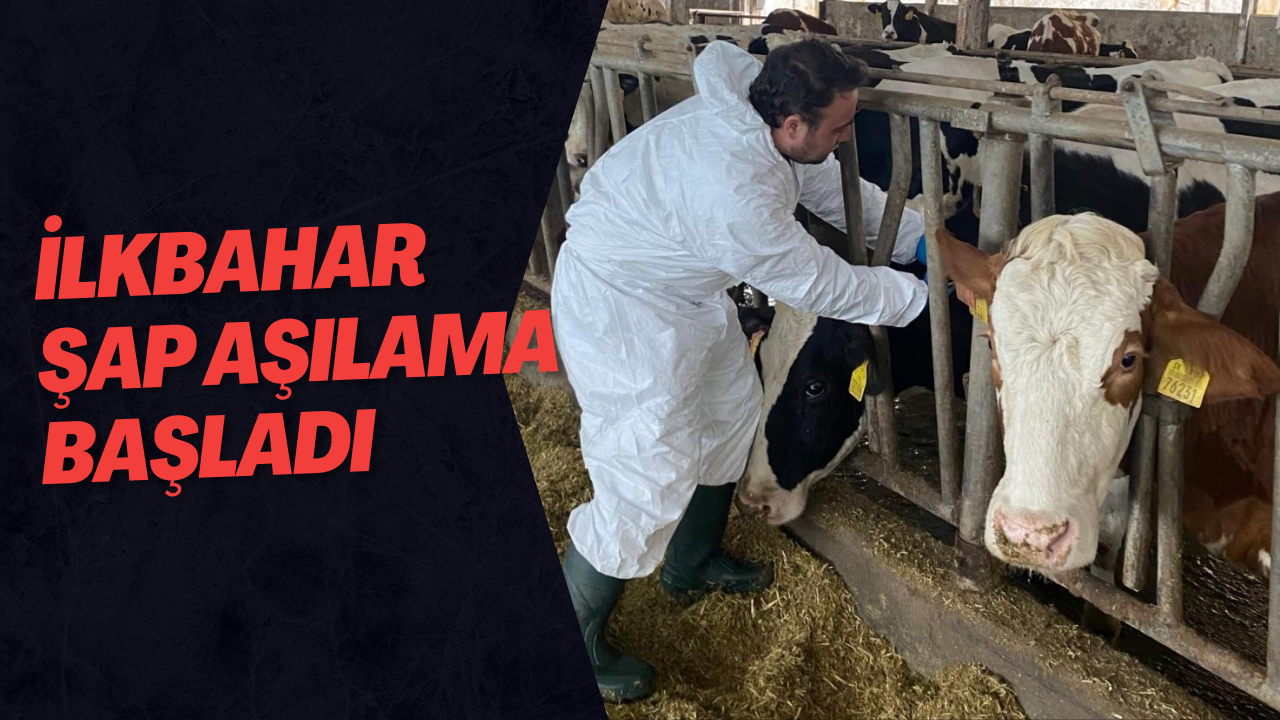 İlkbahar Şap Aşılama Başladı