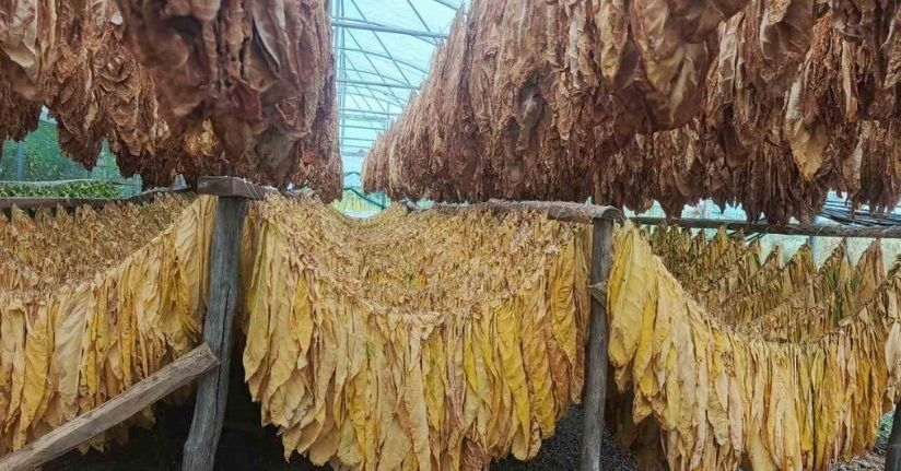 Bilecik’te tütün ve ipekböceği için ilk adım atıldı