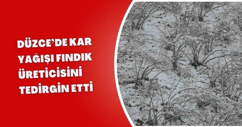 Düzce’de Kar Yağışı Fındık Üreticisini Tedirgin Etti
