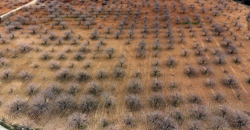 Metrekareye 413 kilogram yağış düşen Gaziantep’te ‘yeşil altın’ için yüksek rekolte beklentisi