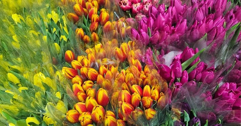 Kadınlar Günü'ne özel suda lale üretimi(