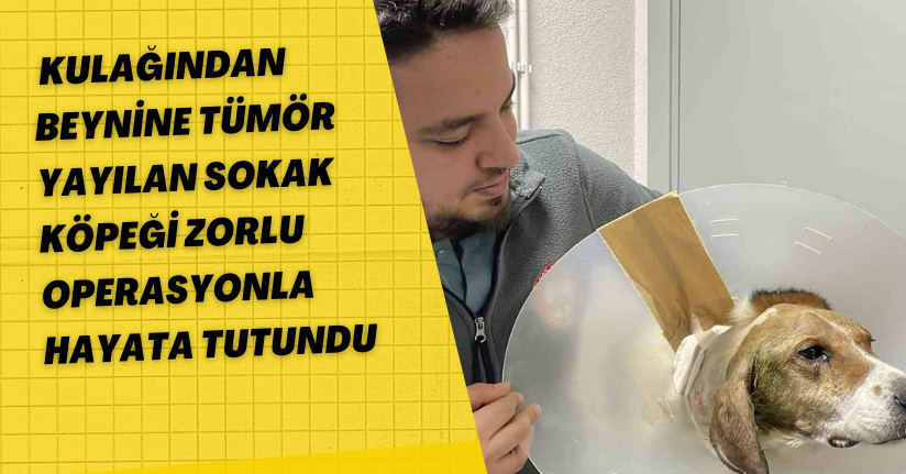 Kulağından beynine tümör yayılan sokak köpeği zorlu operasyonla hayata tutundu