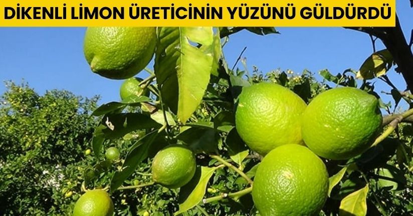 Dikenli limon üreticinin yüzünü güldürdü
