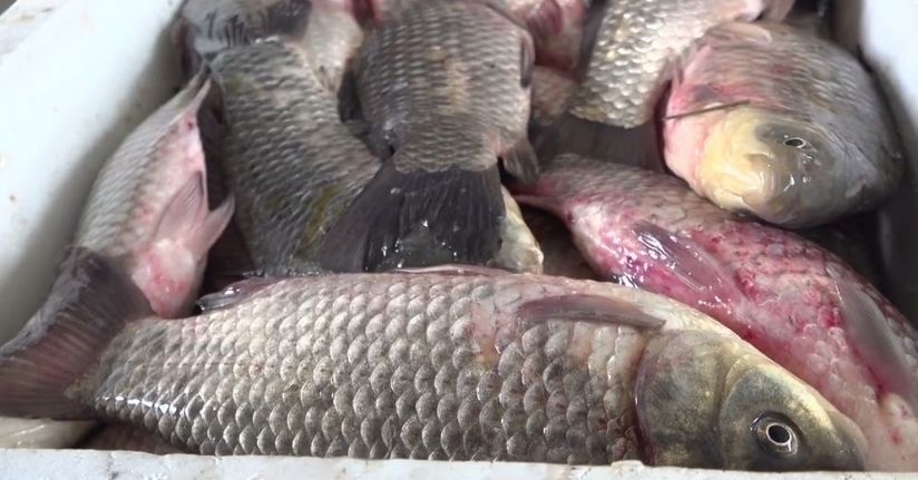 İstilacı İsrail sazanları balıkçılara gelir kaynağı oldu