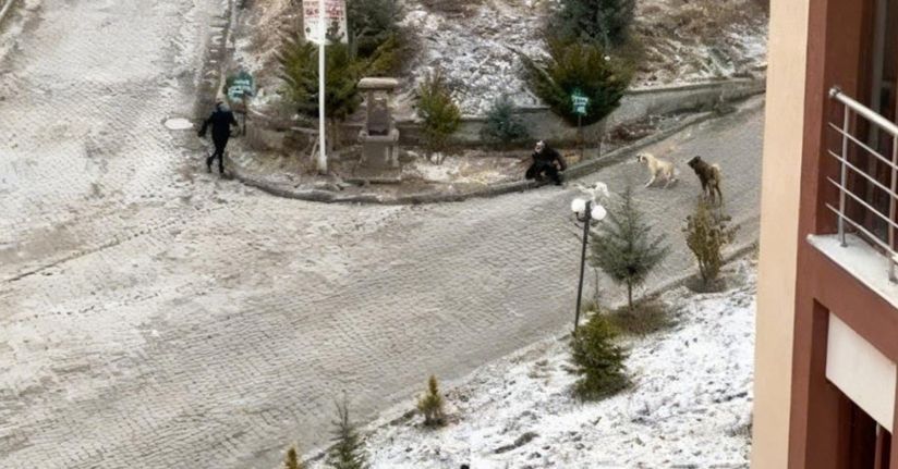 Sokak köpeklerinin saldırısına uğrayan kadını vatandaşlar kurtardı: O anlar kamerada