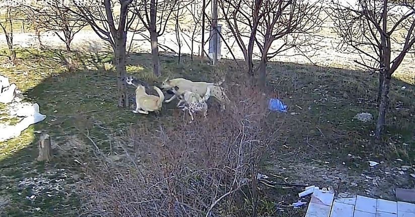 Karaman’da başıboş köpeklerin kediyi öldürdüğü anlar kameraya yansıdı