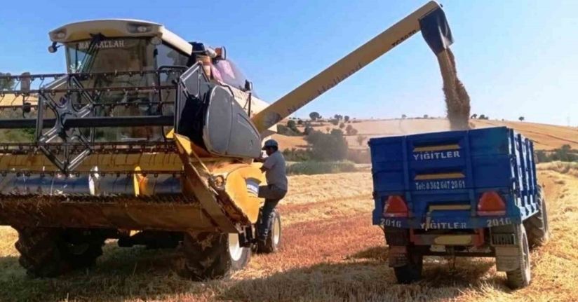 Türkiye’nin yem bitkisi ihtiyacını Samsun karşılıyor