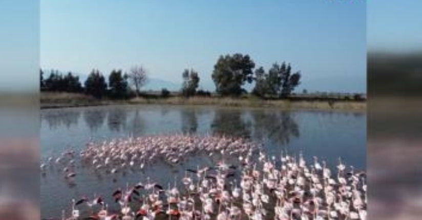 Taşan Menderes, buğday tarlalarını sular altında bıraktı; flamingolar akın etti 