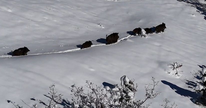 Karlı arazide ilerleyen domuz sürüsü havadan görüntülendi