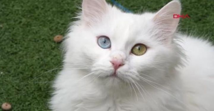 Van Kedi Villası'nın, yeni üyeleri için hazırlıklar başladıVan Kedi Villası'nın, yeni üyeleri için hazırlıklar başladı