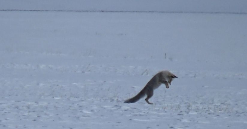 Kars’ta kızıl tilkinin kar altındaki avı kamerada