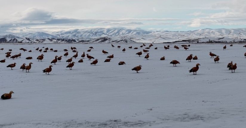 Angut kuşlarının belgesel tadında göçü