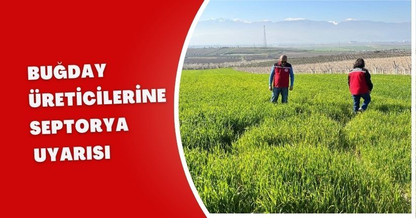 Buğday üreticilerine ‘Septorya’ uyarısı