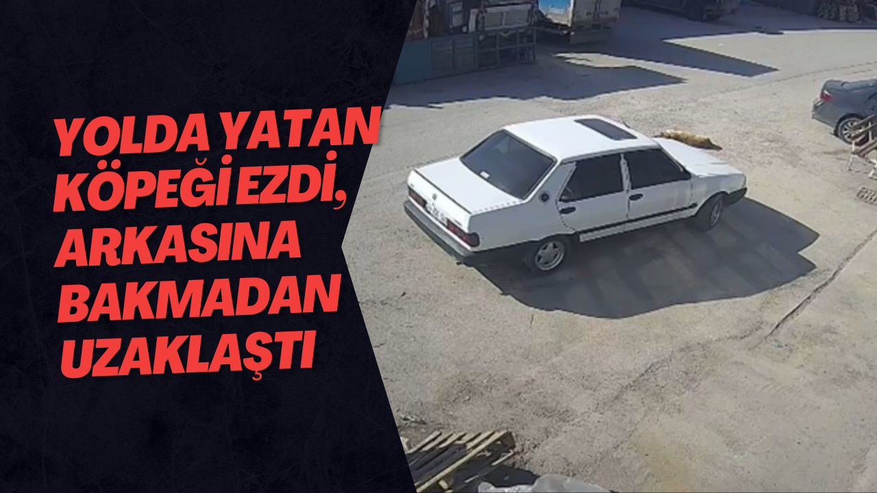 Yolda Yatan Köpeği Ezdi, Arkasına Bakmadan Uzaklaştı