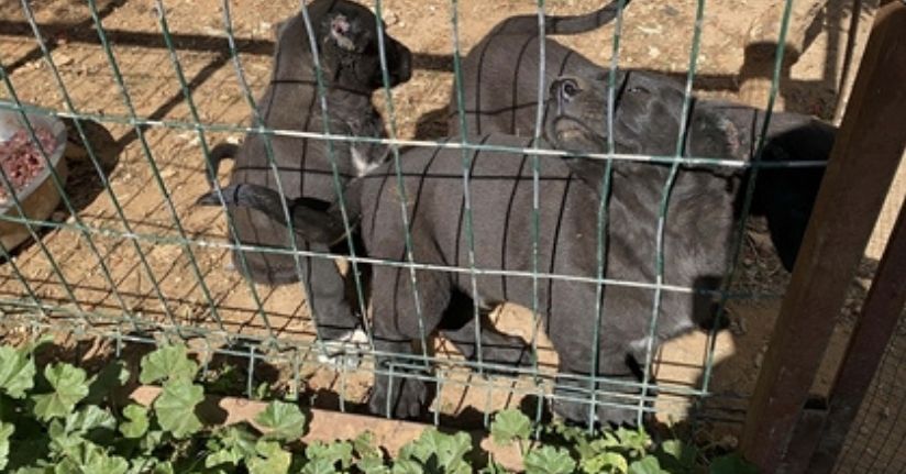 Kulakları kesilen yavru köpeklerin 30-40 bin liraya satıldığını söyleyerek şikayetçi oldu