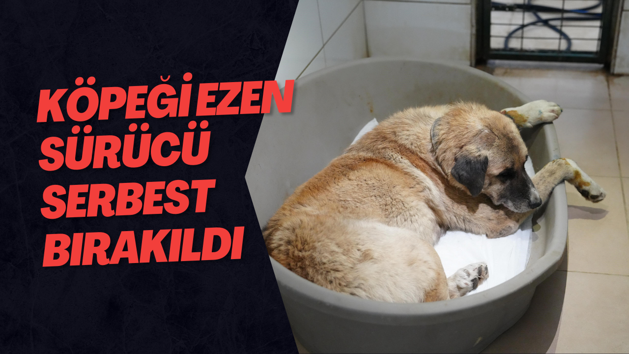 Köpeği Ezen Sürücü Serbest Bırakıldı