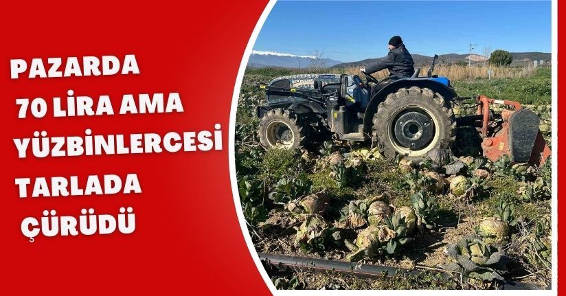 Pazarda 70 lira ama yüzbinlercesi tarlada çürüdü