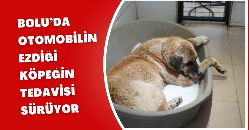 Bolu’da otomobilin ezdiği köpeğin tedavisi sürüyor