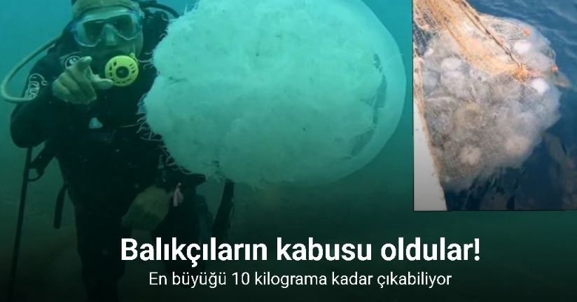 Balıkçıların kabusu oldular : Attıkları ağlara yüzlerce dev denizanası takıldı