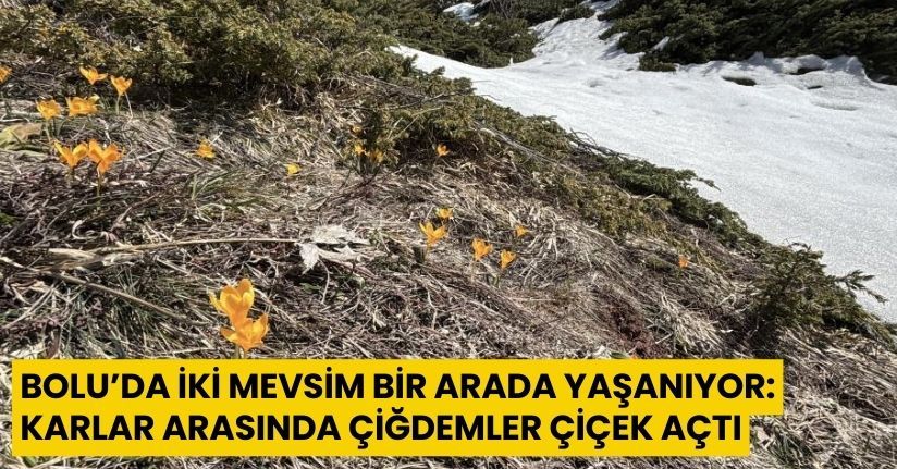 Bolu’da iki mevsim bir arada yaşanıyor: Karlar arasında çiğdemler çiçek açtı