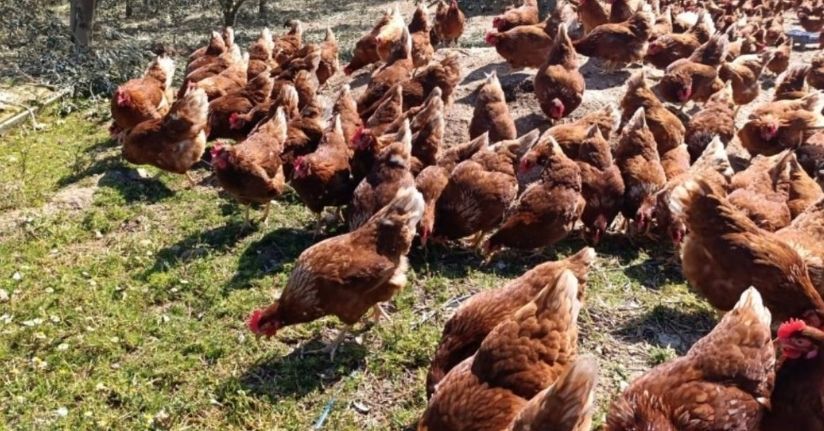 Ev kiraları şehirden kaçırdı, köyde 