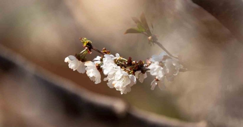 Beyaza bürünen kiraz ağaçları görsel şölen oluşturdu