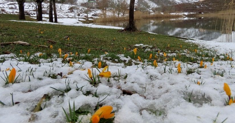 Yaylalarda karlar erimeye başladı, bahar çiçekleri açtı