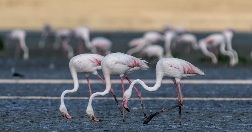 Flamingolar Tuz Gölü'ne gelmeye başladı