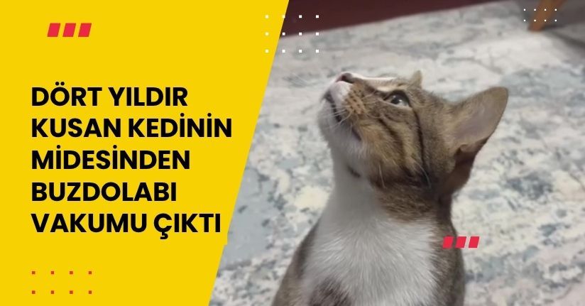 Dört yıldır kusan kedinin midesinden buzdolabı vakumu çıktı
