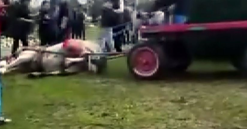 Atlara koşmadığı için şiddet uygulayan şüphelilere hayvan barınağında çalışma cezası