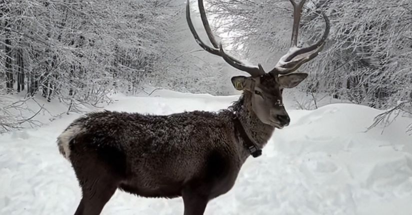 Kuzuyayla’da tatilcilere kar ve kızıl geyik sürprizi