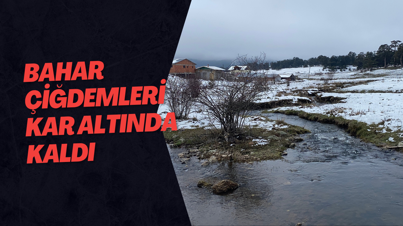 Bahar Çiğdemleri Kar Altında Kaldı