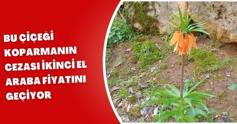 Bu çiçeği koparmanın cezası ikinci el araba fiyatını geçiyor