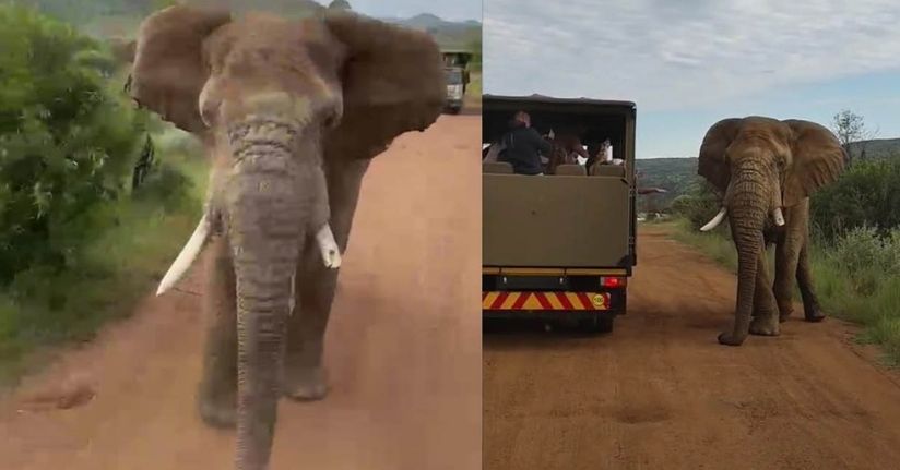 Safari turunda Türk turistleri fil kovaladı