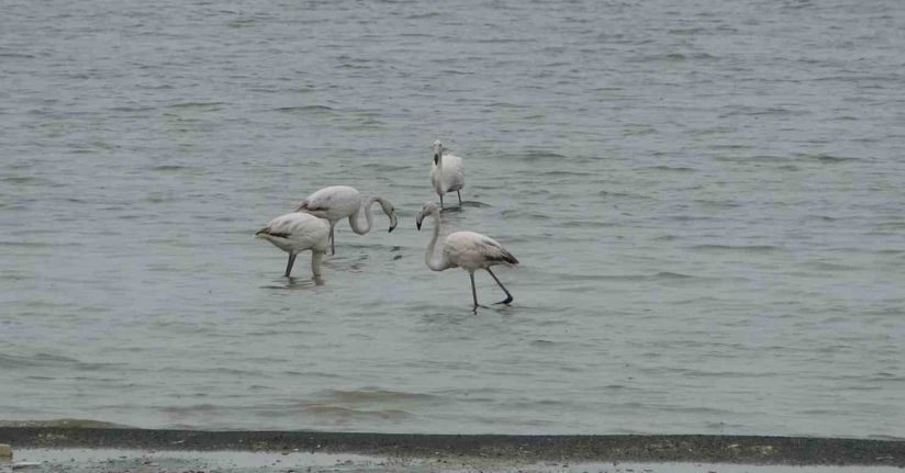 Allı turnalar bu yıl Van’a erken geldi
