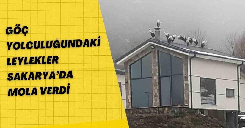 Göç yolculuğundaki leylekler Sakarya’da mola verdi