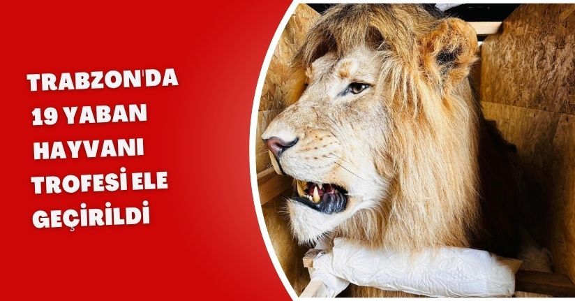 Trabzon'da 19 yaban hayvanı trofesi ele geçirildi
