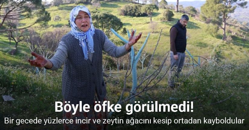 Böyle öfke görülmedi, bir gecede yüzlerce incir ve zeytin ağacını kesip ortadan kayboldular
