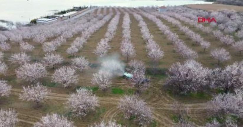 Geçen yıl zirai dondan etkilenen kayısı ağaçları çiçek açtı